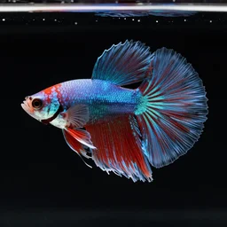 a beautiful richly colored beta fish on a black background surrounded by black water