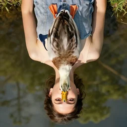 optical illusion of a duck that looks like a woman when viewed upside down, high resolution