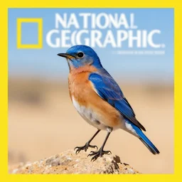 eastern bluebird in the desert, full page color magazine cover by national geographic
