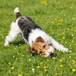 a fox terrier rolled in the flowers.