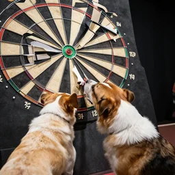 accurate presentation of a dart striking a dog, realistic