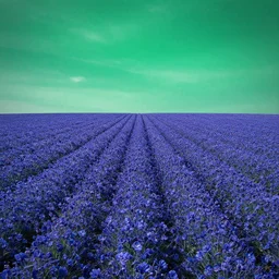 a sapphire field, a emerald sky, surreal photography