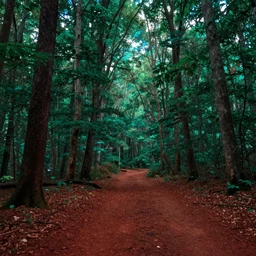 lush deciduous forest in a humid subtropical climate, red and brown soil, green and teal leaves, atmospheric fantasy concept art