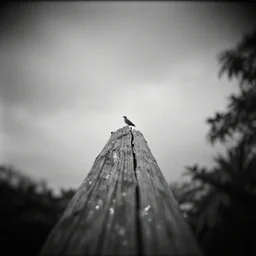 tropical wood, birds in the sky, nostalgia, melancholy, pinhole analogue photo quality, lomography, blur, unfocus, cinematic, foil effect, holographic effect, monochrome
