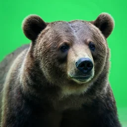 a zombie bear underwater, close up, bright green light, high quality, sharp focus, sigma 8 5 mm