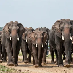 a lots of giants walking on the ground