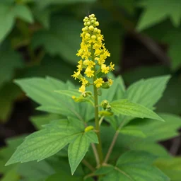 a photograph of the plant called goldenseal (hydrastis canadensis). photographed in hd flickr inaturalist