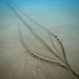 seabed showing the marks caused by scallop dredging