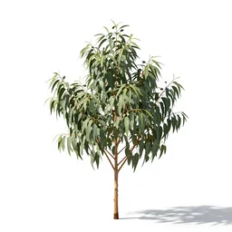 elderly eucalyptus branch, high detail photograph, full body, isolated on a pure white background, centered, entire subject in frame, sharp focus, soft studio lighting