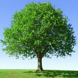 windows XP bliss with tree wallpaper