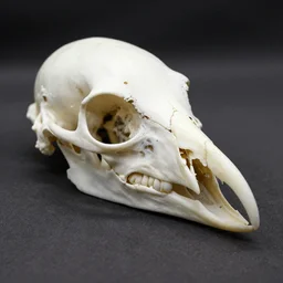 beaked birdy bird skull, bird shaped skull, crow skull, eagle skull