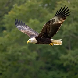 eagle flying over a forest