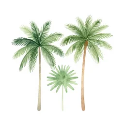 minimalist watercolor palm plants on white background, illustration, vector art