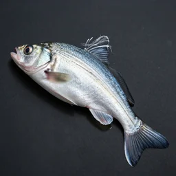 zinc and ammonia eyefish with external lung