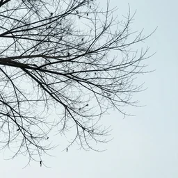 whereas the austere branches drifted in the breeze, nothing but a remnant of summer remained in this newly desolate suburban park. late mornings have never shone so indifferently upon this once - vibrant street ; the sky white as clay with no sun. dull mural expressionism