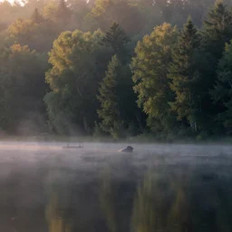 evening, mist over the lake in the forest