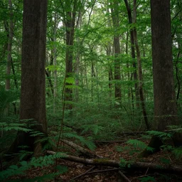 photograph of a forest growing in a basement