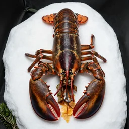 giant canadian lobster