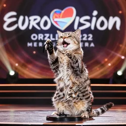 real photo of a cat singing on the stage of eurovision 2 0 2 2