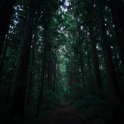 a photo of a forest at night