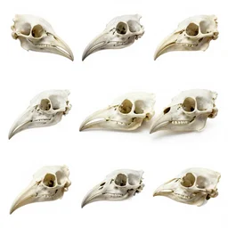 montage of style sheets, bird bone beak bird bone head made with bones, hand drawn