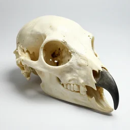falcon monster skull with a beak