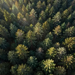 a birds eye view of a digital painting of a thick forest by Michael Menzel