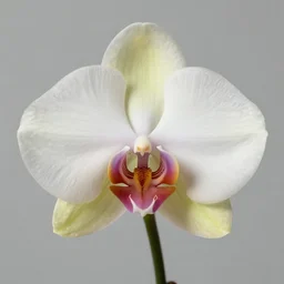 orchid splendid, by georgia o keeffe