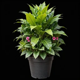 a bangkok plants flora and flowers in a pot png texture on black background, high resolution, photo, highly detailed, png, alpha map h 7 6 8
