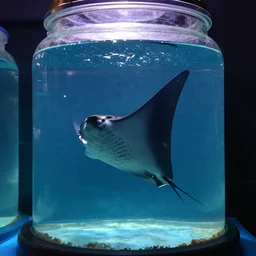 a manta ray in a big jar