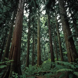 a forest with very very tall trees, dense, epic atmosphere, by asher brown durand, by yoshitaka amano