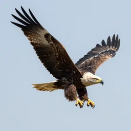 tom hanks, as an eagle flying around altruistic digital photography