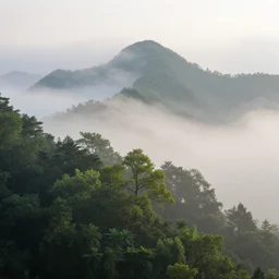 beautiful mountain photography fog and trees award winning