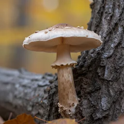 a mushroom on a tree, photograph, autumn, hd, depth of field