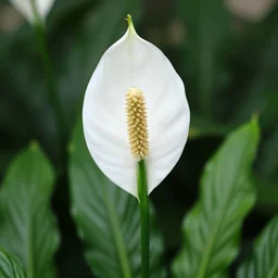 Peace lilly stockphoto