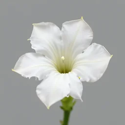 oil panting of a brugmansia suaveolens flower