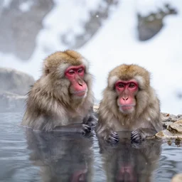 a Japanese macaque in a snowy hot spring
