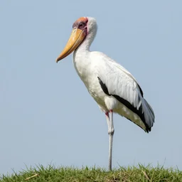 shoebill stork in armor suit