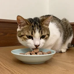 my cat is allowed to eat me if I die and left him starving