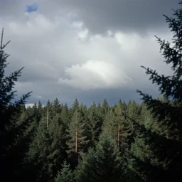 beautiful forest,  detailed clouds, analogue photo quality, blur, unfocus, 16mm, by Andrei Tarkovsky