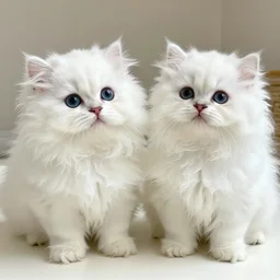 cute curly fluffy white furred creatures