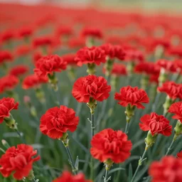 field of red carnations