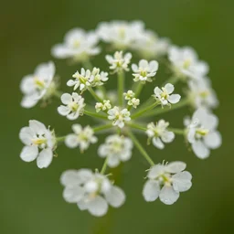 a macro shot of a weed flower