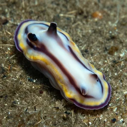 seamless nudibranch texture