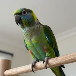 chattering lory laughing in a room wuewuewue seen from underneath mighty presence, youtube video