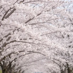 photo of a sakura tree, high detail, cinematic, realistic, 8 k, beautiful