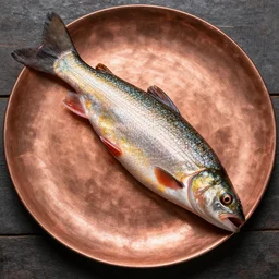copper plate fish