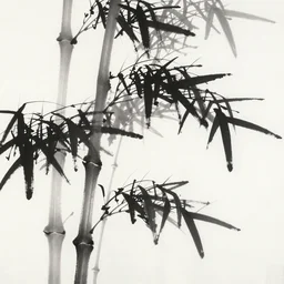bamboo, chinese ink painting, monochrome,