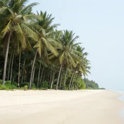 photo of a beach forest