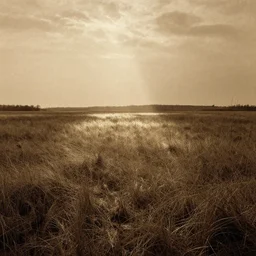 landscape of dead grass fields, by camille corot, film grain, wildlife photography, sepia, 4 k, rays of shimmering light
